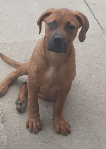 BOERBOEL GIRL