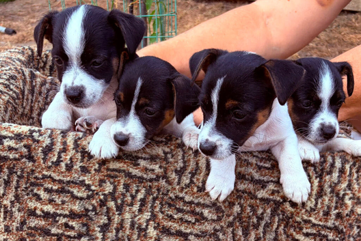 Jack Russel pups