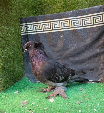 English trumpeter breeder male