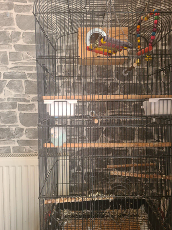 Free budgie