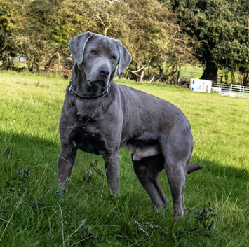 Silver Labrador Stud- KC Registered
