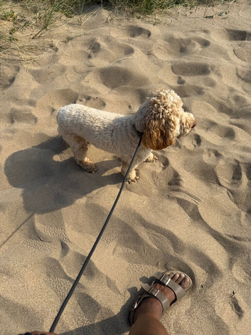 Gorgeous 16-Month-Old Cockapoo &ndash; Loving, Gentle & Ready for His Forever Home