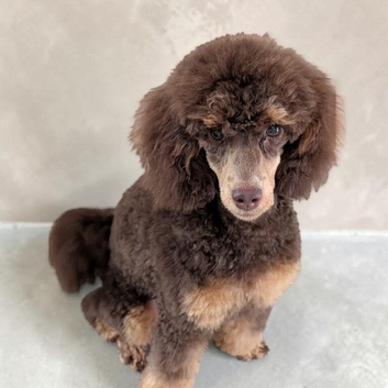 Chocolate phantom toy poodle stud
