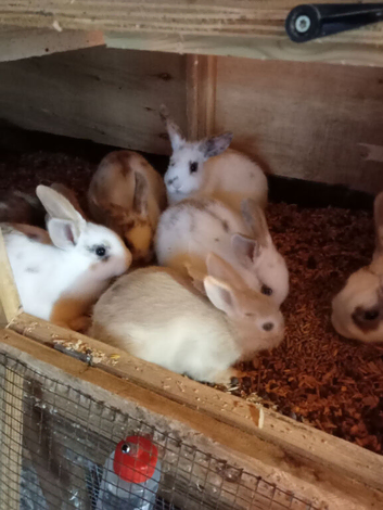 Mini lop x dwarf