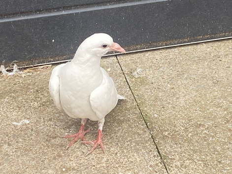 White pigeons
