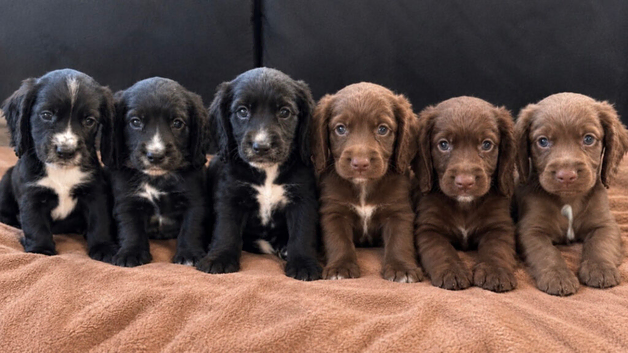 Beautiful cocker spaniels