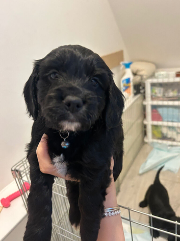 Boy cockapoo
