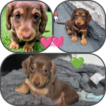 **7 dashounds**