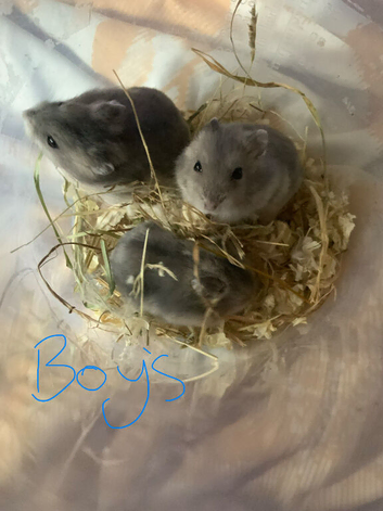 3 male Russian dwarf hamsters
