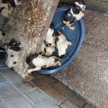 Five male springer spaniel pups