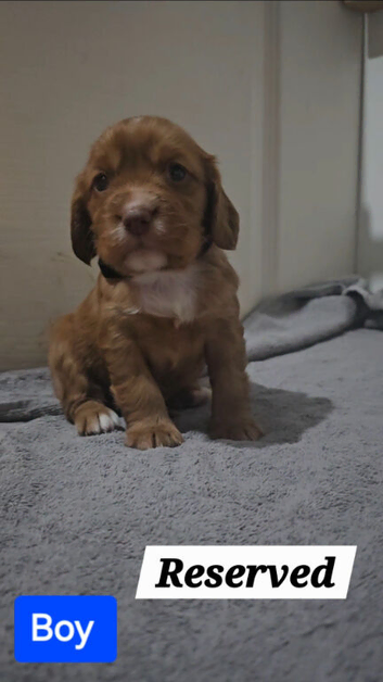 9 cocker Spaniel Puppies