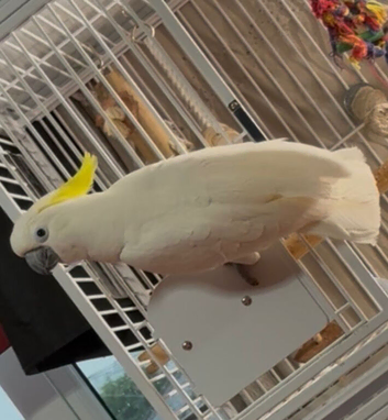 Male cockatoo Glasgow