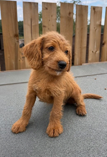 Labradoodle pups