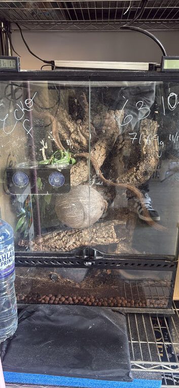 Crested Geckos For Sale