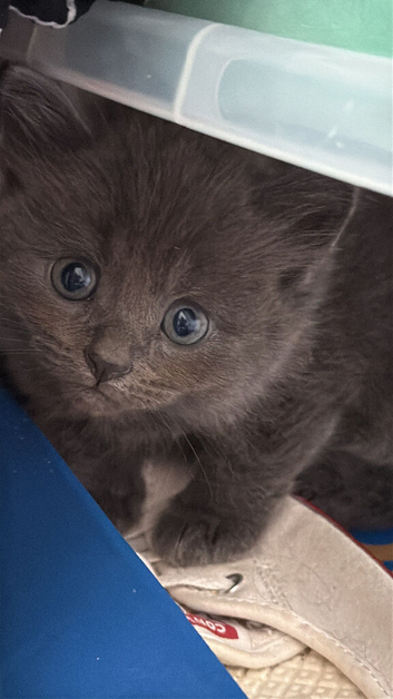 4 beautiful kittens