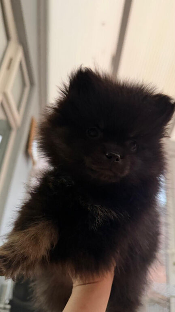 Puppy