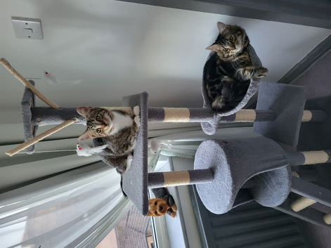 2 Cats