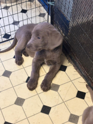 Newfoundland x labrador puppies