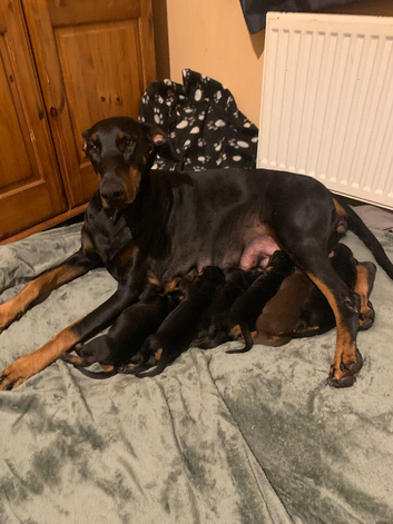 KC registered Doberman puppies