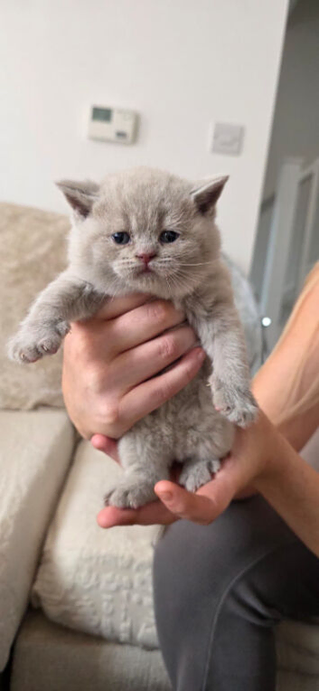 BEAUTIFUL BRITISH SHORTHAIR KITTENS FOR SALE