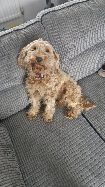 10m old female cockapoo