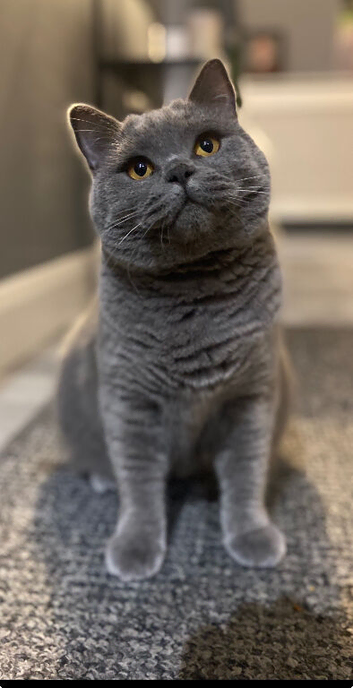 British blue shorthair girl 3 years old