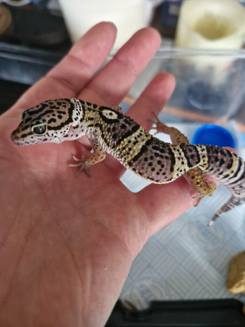 Leopard gecko hatching