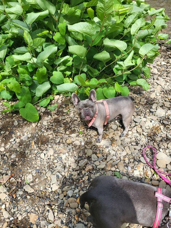 Frenchy x American pocket bully