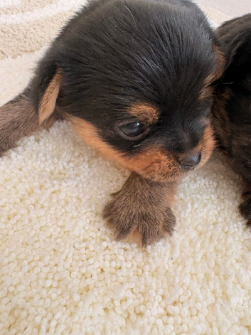 Pom X Yorkie 2 availbe