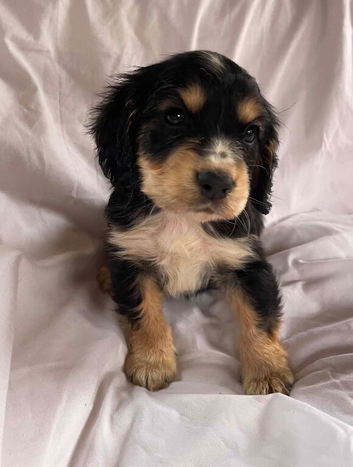 One girl left Blue&Lemon roan English show type cocker spaniels