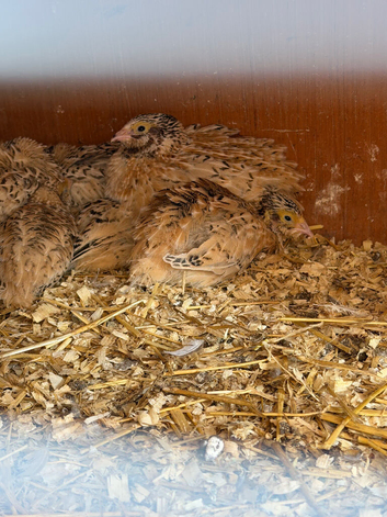 Coturnix Italian boys