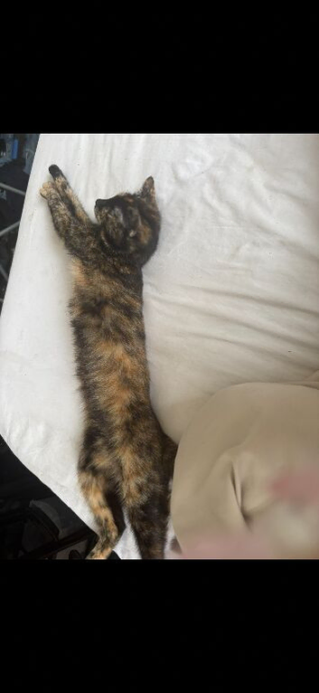 2 year old cat