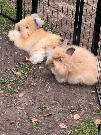 Full faced Angora