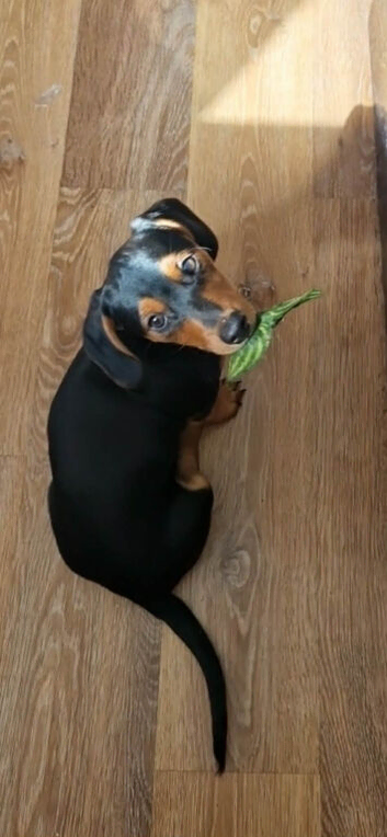 Jack Russell x dachshund