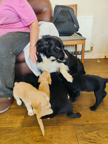 Collie x lab