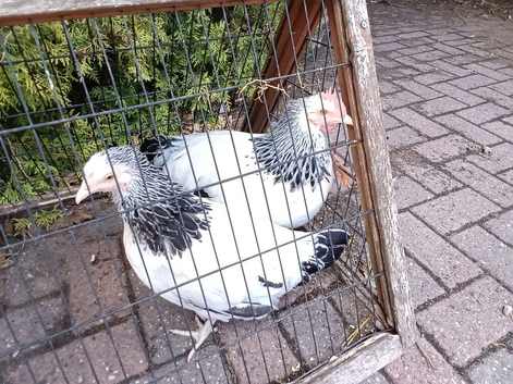 A Pair of  bantam light Sussex