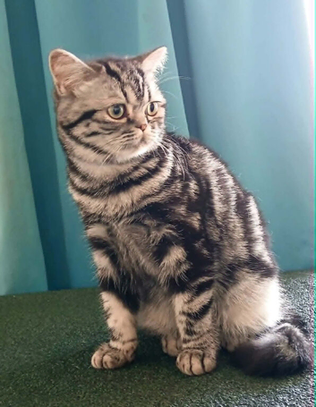 Bsh. Silver Classic Tabby . &pound; 700 as pet only.