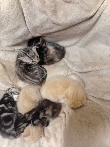 Lovely kittens