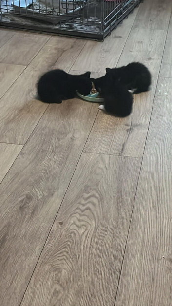 6 cute kittens