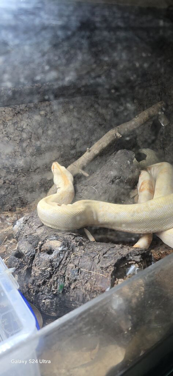 Boa Constrictors male