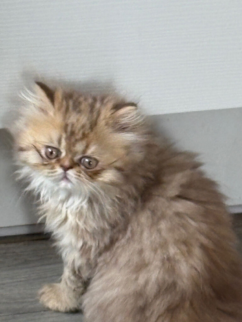Gorgeous Pure Persian Kittens - 2 Rare Golden Grey & 2 White