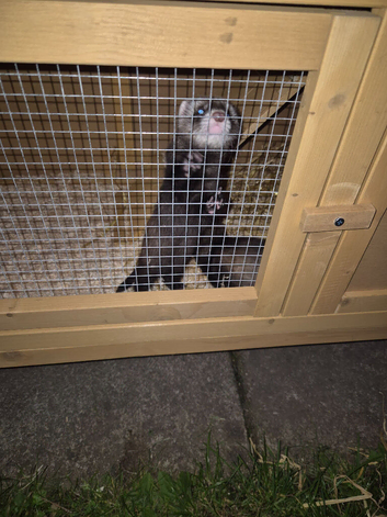 Jill ferret