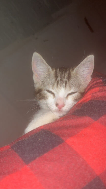 Kitten