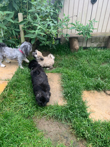 Adorable Lhasa Apso Boy pups ready now