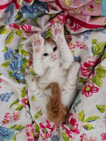Kitten for sale
