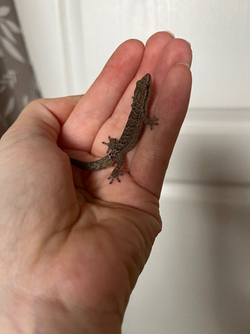 Mourning Geckos