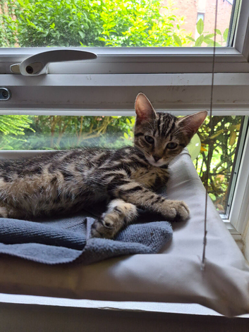 Male bengal for sale