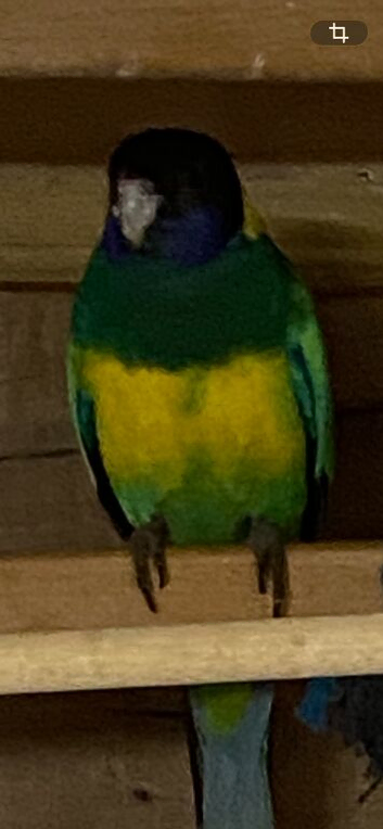 Port Lincoln hen