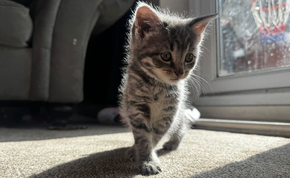 Beautiful Grey Tabby Female Kitten