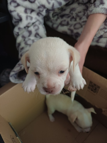 Chug puppy boy